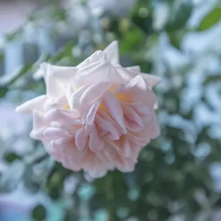 Onore Dell Sa Djakuzijem Banja Koviljača