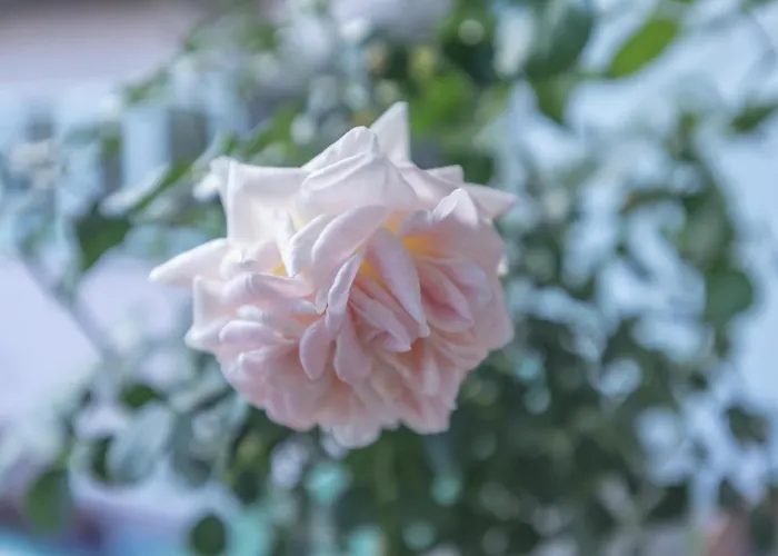 Onore Dell Sa Djakuzijem Banja Koviljača